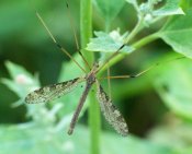 Limnophila pictipennis