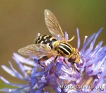 Anasimyia interpuncta