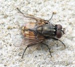 Musca autumnalis