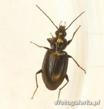 Agonum cf. versutum