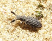 Orthocerus clavicornis