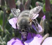 Anthophora plumipes