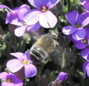 Anthophora plumipes