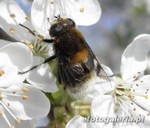 Eristalis intricaria