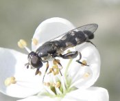 Syritta pipiens