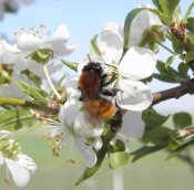 Andrena fulva