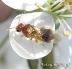 Hoplocampa flava