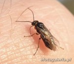Hoplocampa minuta