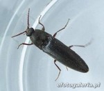 Melanotus