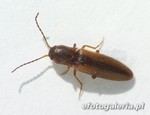 Dalopius marginatus