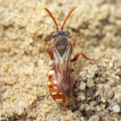 Nomada alboguttata