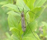 Nephrotoma quadrifaria