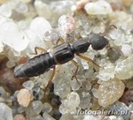 Scopaeus