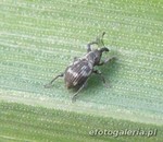 Tanysphyrus ater