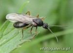 Formicinae