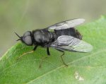 Odontomyia tigrina - m.