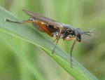 Sepedon sphegea