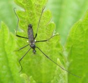 Molophilus