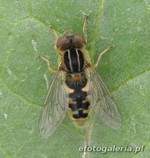 Parhelophilus sp.