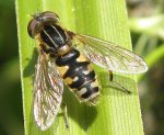 Parhelophilus sp.