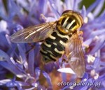 Anasimyia interpuncta