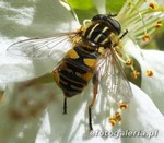 Helophilus