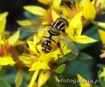 Helophilus pendulus