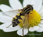 Helophilus trivittatus