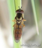 Platycheirus fulviventris