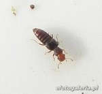 Euaesthetus ruficapillus