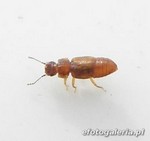 Metopsia similis 