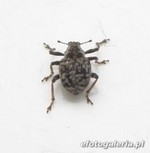 Pelenomus comari