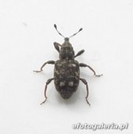 Bagous glabrirostris