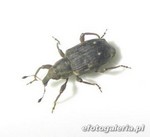 Bagous puncticollis