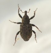 Bagous limosus