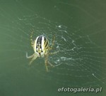 Mangora acalypha
