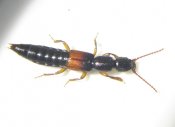 Lathrobium sp.