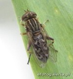 Anasimyia contracta