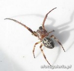 Larinioides cornutus