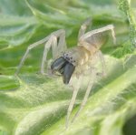 Clubiona stagnatilis