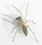 Clubiona stagnatilis 1