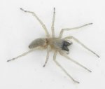 Clubiona stagnatilis 2