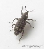 Bagous tempestivus