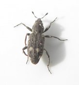 Bagous tempestivus