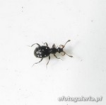Bryaxis cf. bulbifer