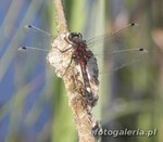 Leucorrhinia pectoralis