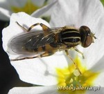 Anasimyia lineata
