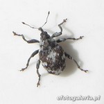 Hadroplontus litura