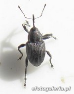 Curculio salicivorus