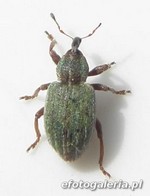 Hypera nigrirostris